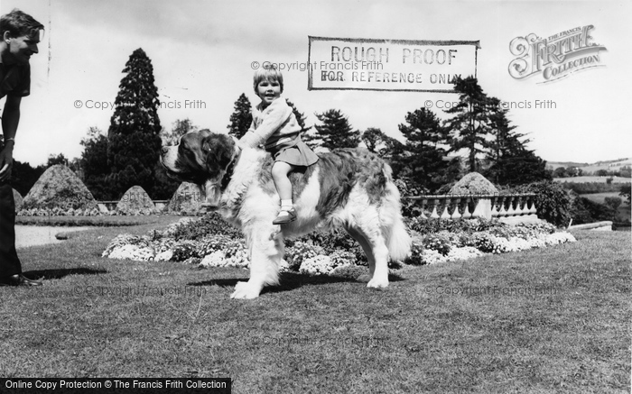 Photo of Llannerch Hall, Deer Park, Brandy The St Bernard c.1960