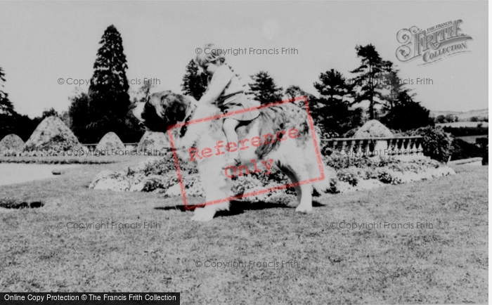 Photo of Llannerch Hall, Deer Park, Brandy The St Bernard c.1960