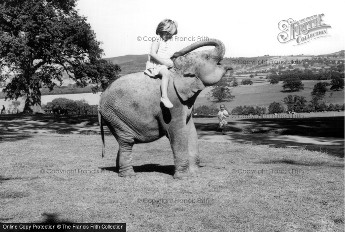 Photo of Llannerch Hall, Deer Park, Hannibal The Elephant c.1960