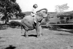 Deer Park, Hannibal The Elephant c.1960, Llannerch Hall