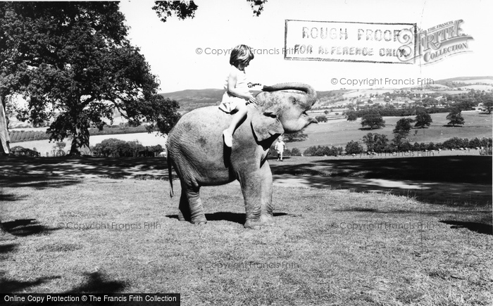 Photo of Llannerch Hall, Deer Park, Hannibal The Elephant c.1960