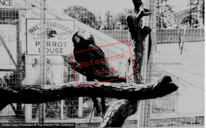 Photo of Llannerch Hall, Deer Park, Macaws c.1960