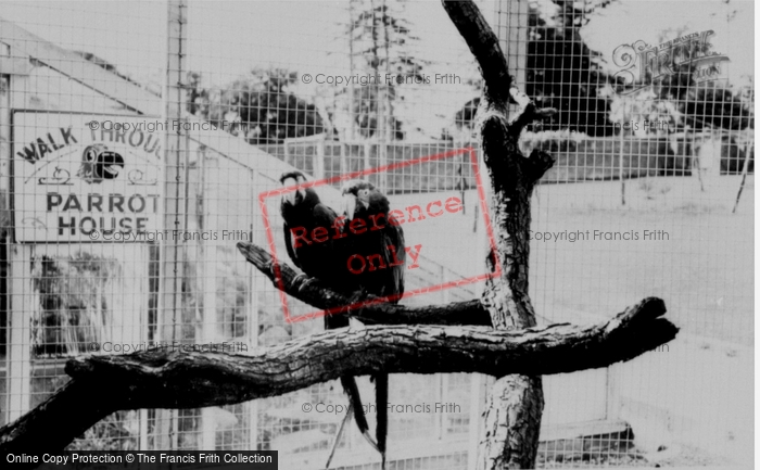 Photo of Llannerch Hall, Deer Park, Macaws c.1960