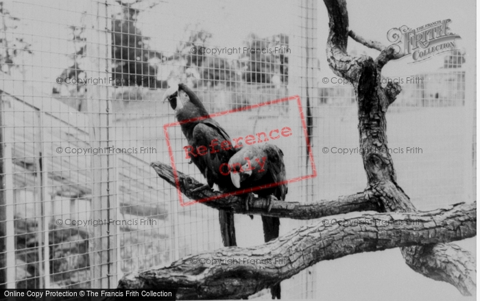 Photo of Llannerch Hall, Deer Park, Macaws c.1960