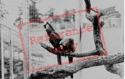 Deer Park, Macaws c.1960, Llannerch Hall