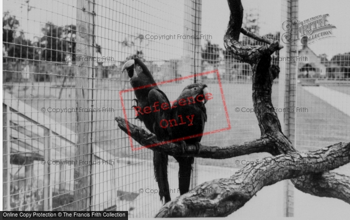 Photo of Llannerch Hall, Deer Park, Macaws c.1960