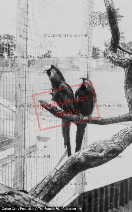 Photo of Llannerch Hall, Deer Park, Macaws c.1960