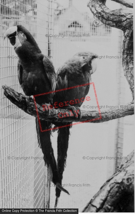 Photo of Llannerch Hall, Deer Park, Macaws c.1960