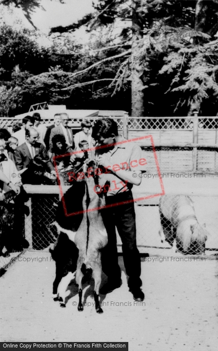 Photo of Llannerch Hall, Deer Park, Pygmy Goats c.1960