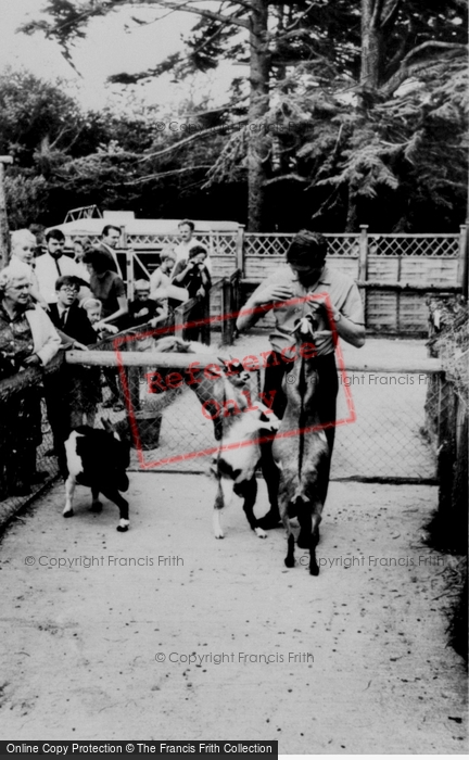 Photo of Llannerch Hall, Deer Park, Pygmy Goats c.1960