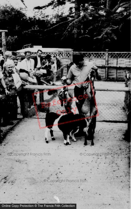 Photo of Llannerch Hall, Deer Park, Pygmy Goats c.1960
