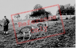 Deer Park, The Deer c.1960, Llannerch Hall