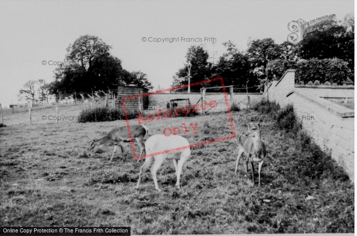Photo of Llannerch Hall, Deer Park, The Deer c.1960