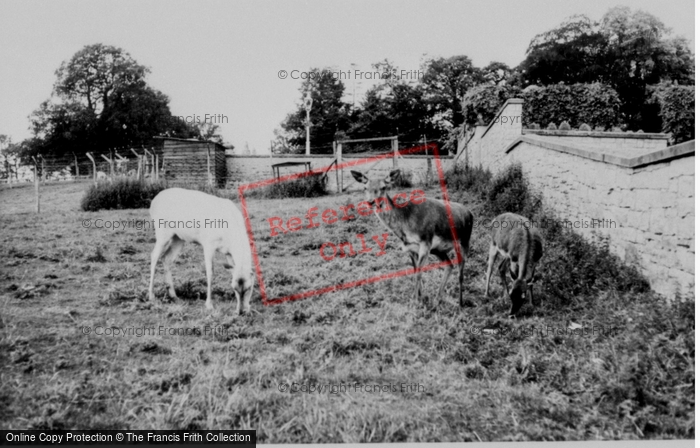 Photo of Llannerch Hall, Deer Park, The Deer c.1960