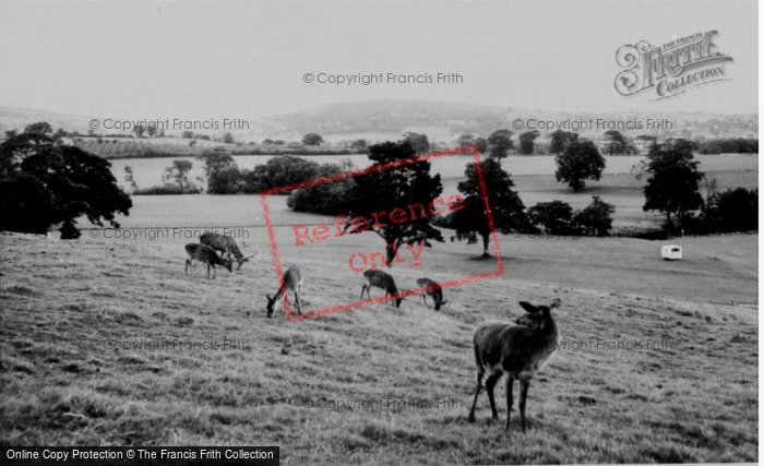 Photo of Llannerch Hall, Deer Park, The Deer c.1960