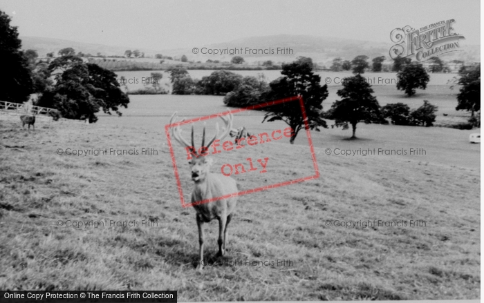 Photo of Llannerch Hall, Deer Park, The Deer c.1960