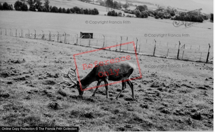 Photo of Llannerch Hall, Deer Park, The Deer c.1960