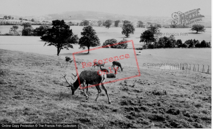 Photo of Llannerch Hall, Deer Park, The Deer c.1960