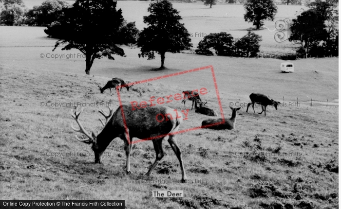 Photo of Llannerch Hall, Deer Park, The Deer c.1960
