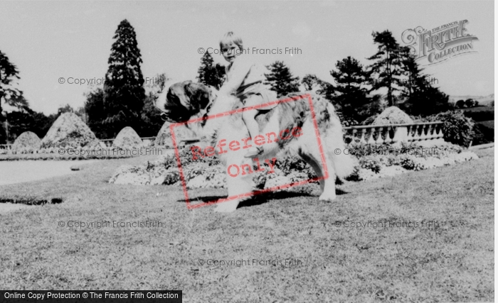Photo of Llannerch Hall, Zoo, Brandy The St Bernard c.1960