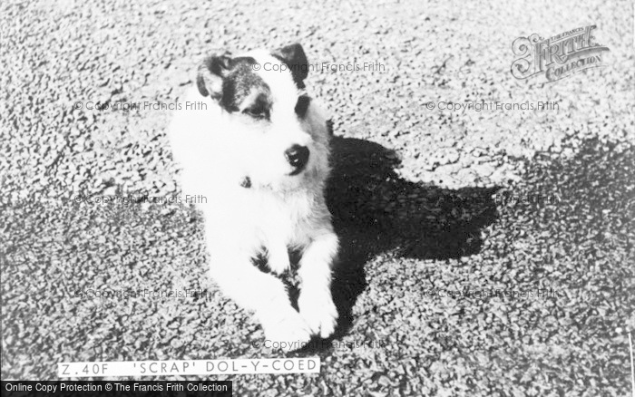 Photo of Llanwrtyd Wells, 'scrap' The Dog At The Dol Y Coed Hotel c.1960