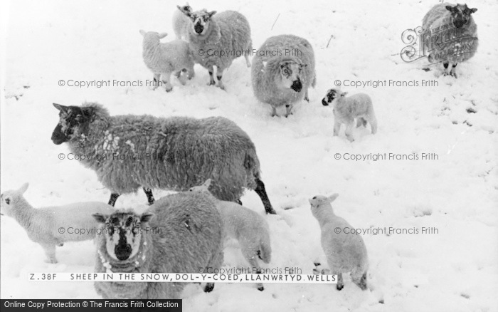 Photo of Llanwrtyd Wells, Sheep In The Snow c.1960