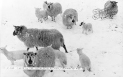 Sheep In The Snow c.1960, Llanwrtyd Wells