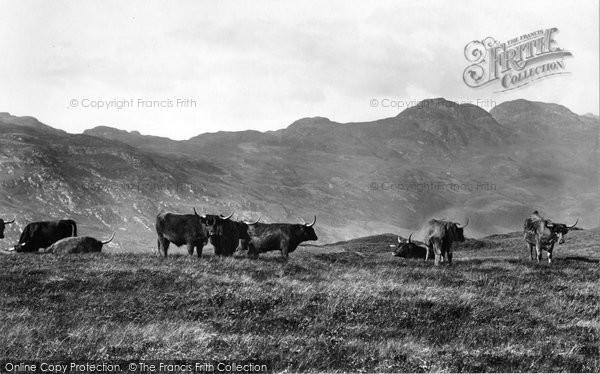 Photo of Loch Long, Highland Cattle 1901