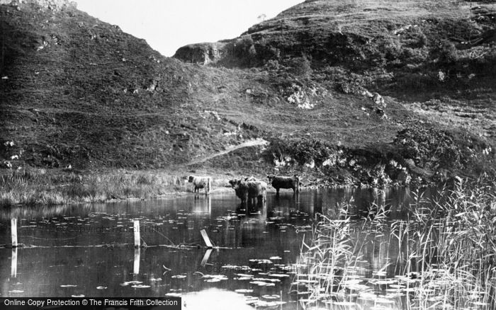 Photo of Loch Shiel, Highland Cattle c.1935
