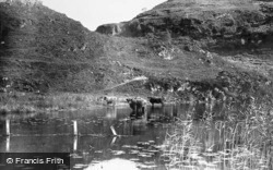 Highland Cattle c.1935, Loch Shiel