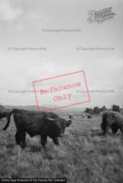 Photo of Loch Venachar, Highland Bull c.1935