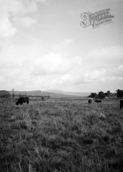 Highland Cattle c.1935, Loch Venachar