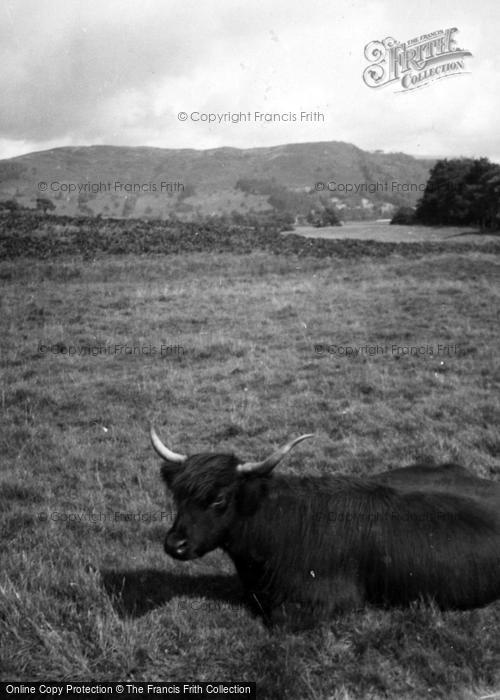 Photo of Loch Venachar, Highland Cow c.1935