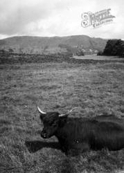 Highland Cow c.1935, Loch Venachar