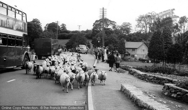 Photo of Loggerheads, Flock Of Sheep In The Village c.1955