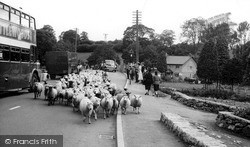 Flock Of Sheep In The Village c.1955, Loggerheads