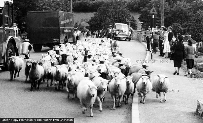 Photo of Loggerheads, Sheep In The Village c.1955
