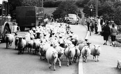 Sheep In The Village c.1955, Loggerheads