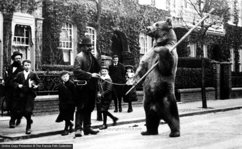 London, Dancing Bear 1895