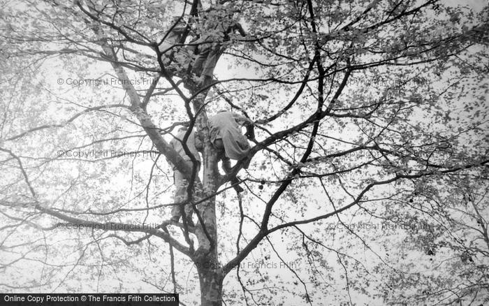 Photo of London, Spectators Up A Tree, George VI Coronation 1937