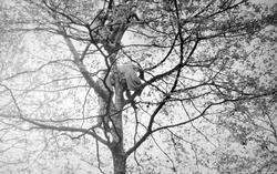 Spectators Up A Tree, George VI Coronation 1937, London