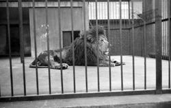 London Zoological Gardens, A Lion c.1935, London Zoo