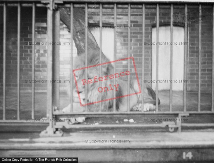 Photo of London Zoological Gardens, A Lion c.1935