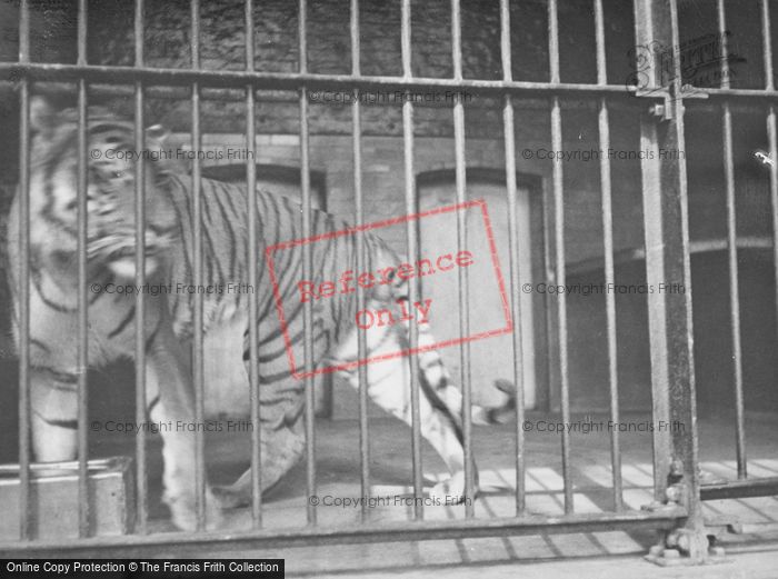 Photo of London Zoological Gardens, A Tiger c.1935