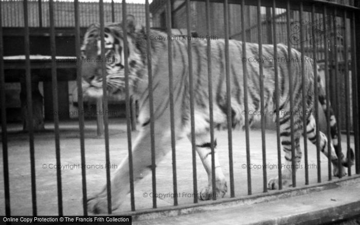 Photo of London Zoological Gardens, A Tiger c.1935