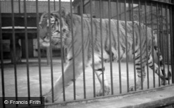 London Zoological Gardens, A Tiger c.1935, London Zoo