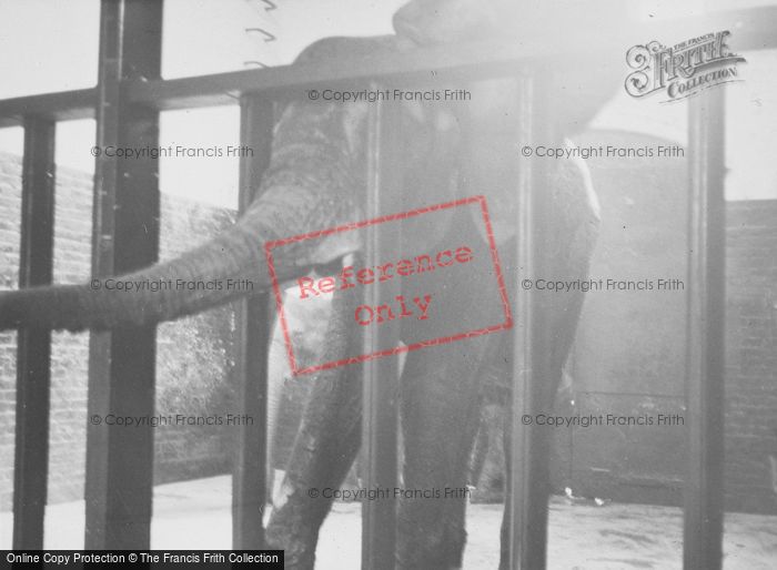 Photo of London Zoological Gardens, Baby Elephant c.1935