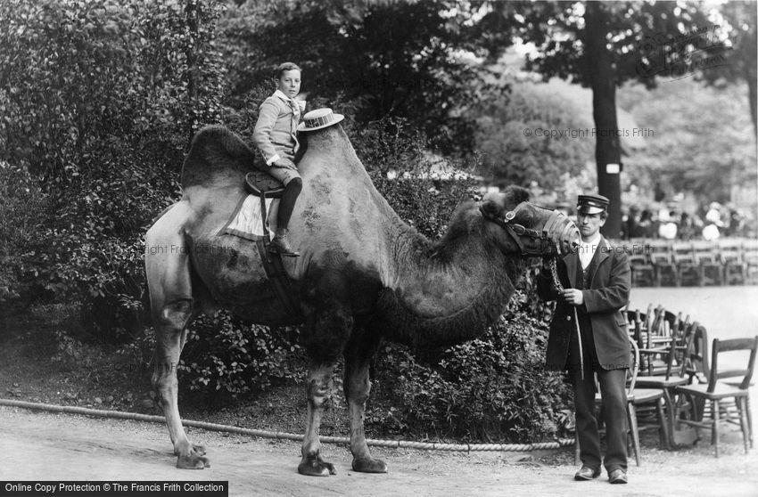 London Zoological Gardens, Bactrian Camel 1913