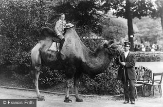 London Zoological Gardens, Bactrian Camel 1913