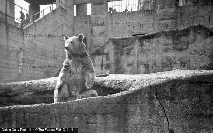 Photo of London Zoological Gardens, Bear c.1935
